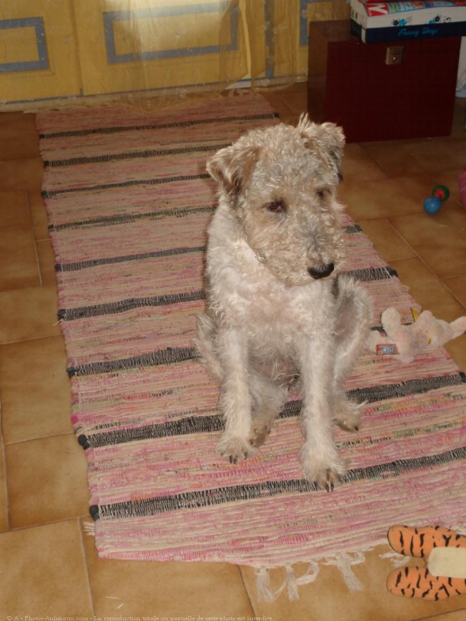 Photo de Fox terrier  poil dur