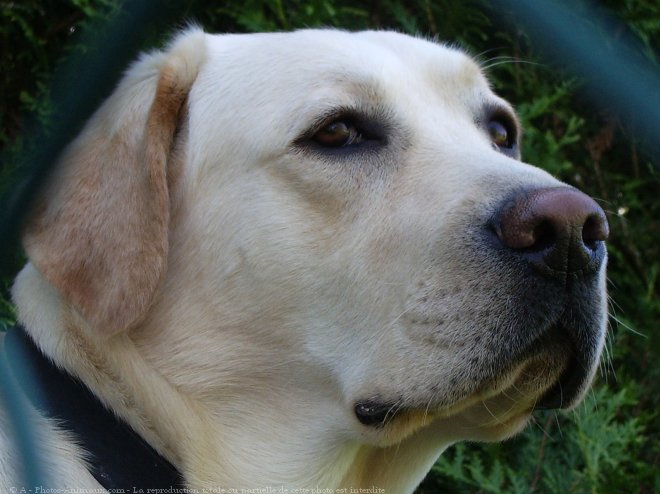 Photo de Labrador retriever