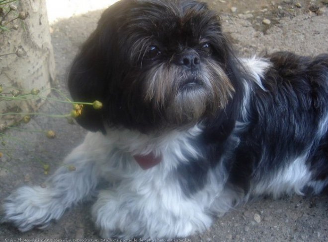 Photo de Shih tzu