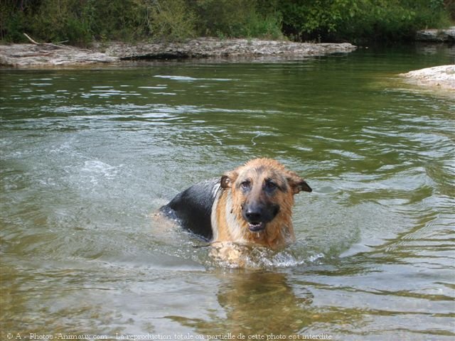 Photo de Berger allemand  poil court