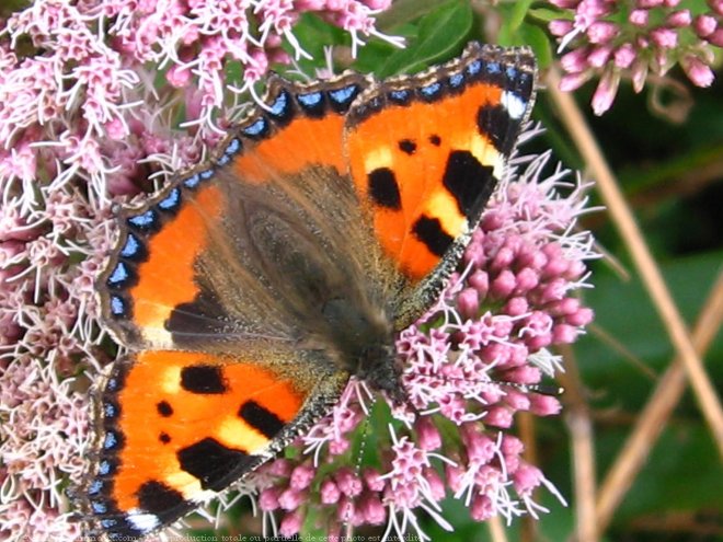 Photo de Papillon