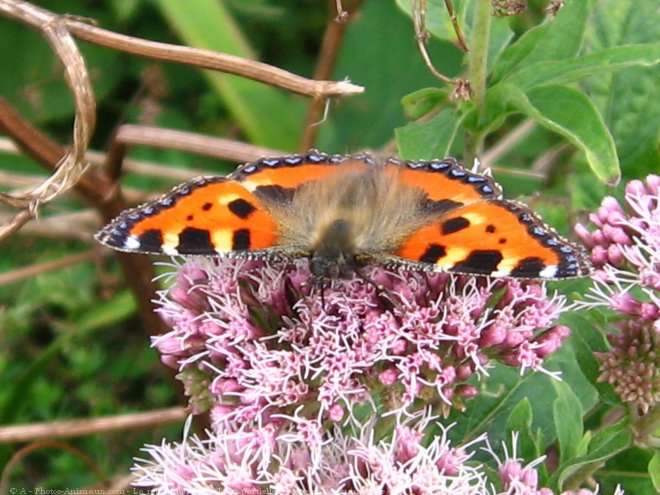 Photo de Papillon