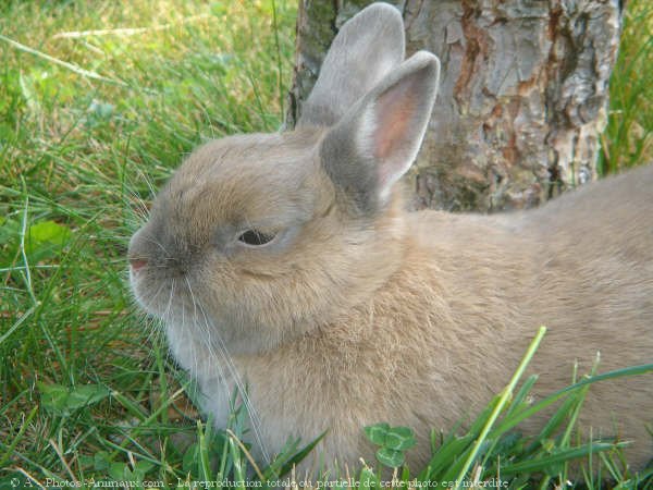 Photo de Lapin