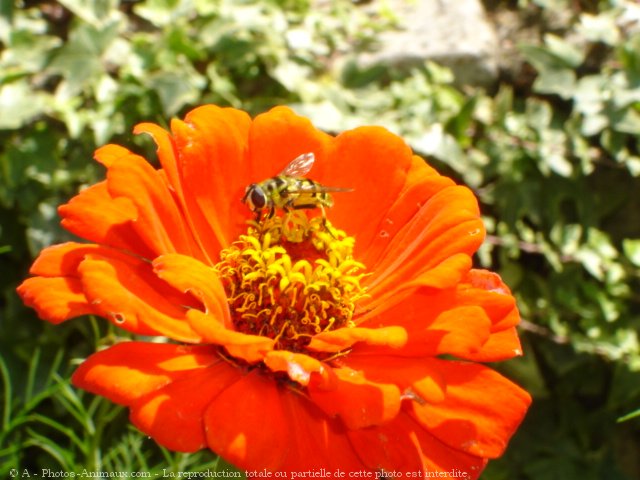 Photo d'Abeille