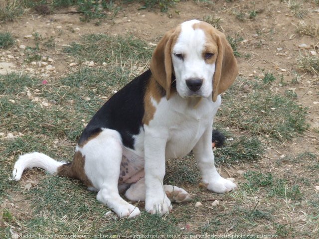 Photo de Beagle