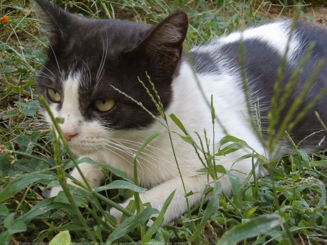 Photo de Chat domestique