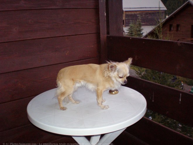 Photo de Chihuahua  poil long