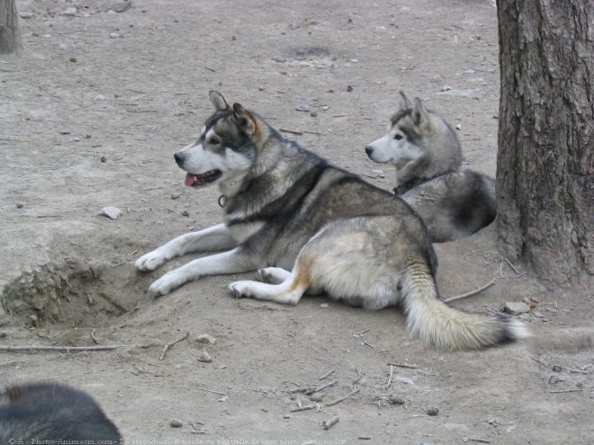 Photo de Husky siberien