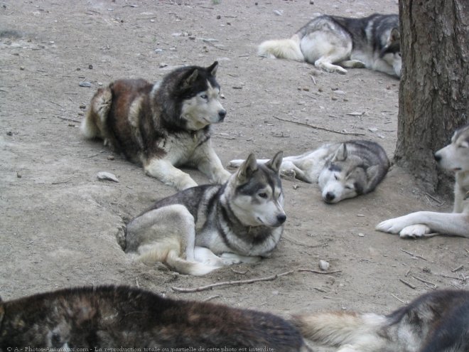 Photo de Husky siberien