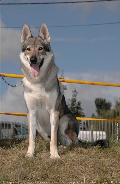 Photo de Chien loup tchcoslovaque