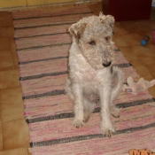 Photo de Fox terrier  poil dur