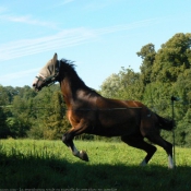 Photo de Races diffrentes