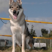 Photo de Chien loup tchcoslovaque