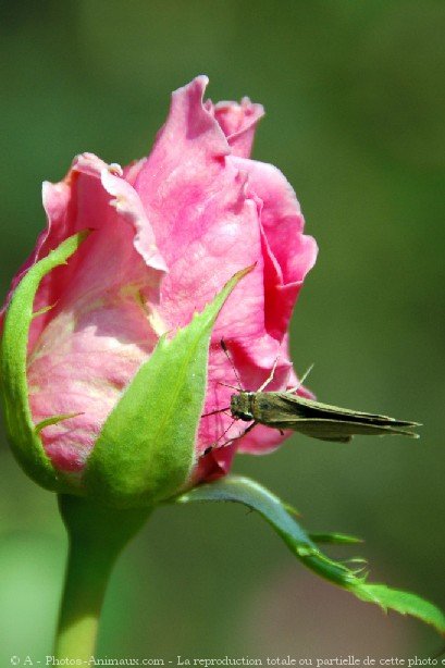 Photo de Papillon