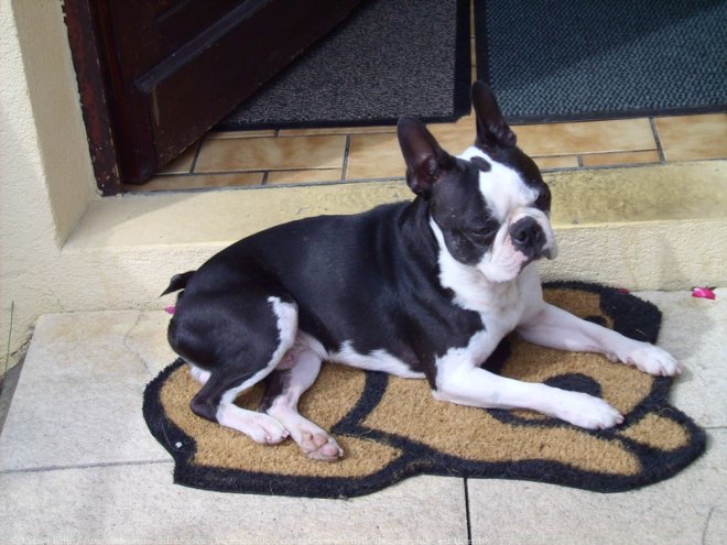 Photo de Boston terrier