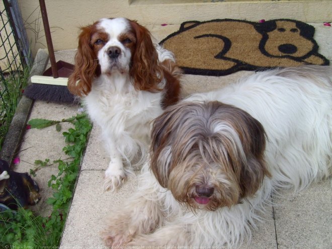 Photo de Cavalier king charles spaniel