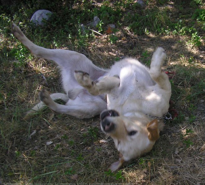 Photo de Labrador retriever