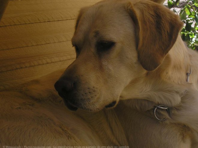 Photo de Labrador retriever