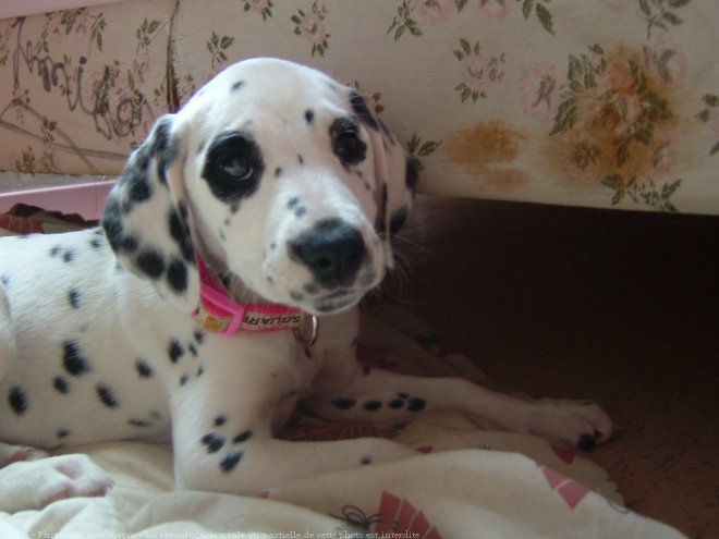 Photo de Dalmatien