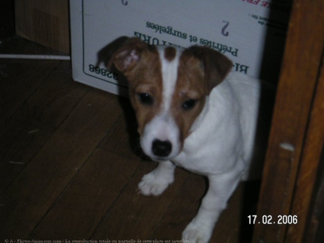 Photo de Jack russell terrier