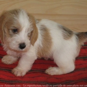 Photo de Petit basset griffon venden