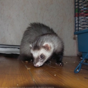 Photo de Furet