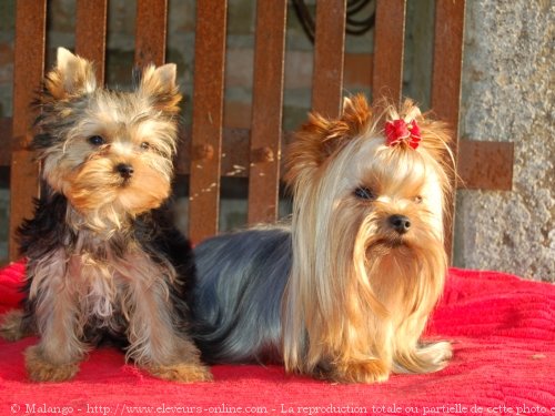 Photo de Yorkshire terrier