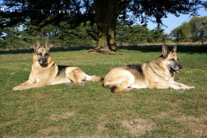 Photo de Berger allemand  poil court