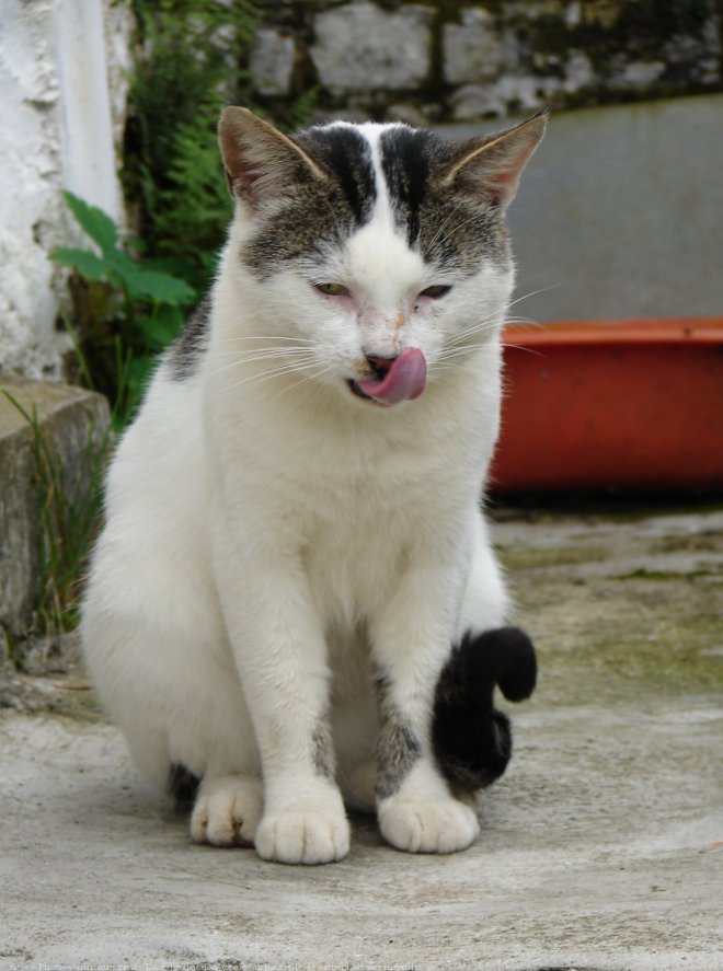 Photo de Chat domestique