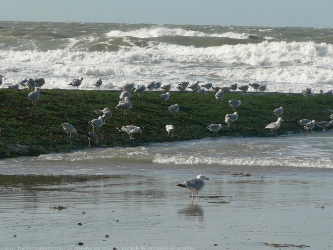 Photo de Mouette