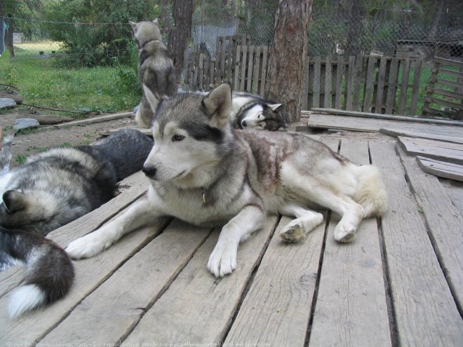 Photo de Husky siberien