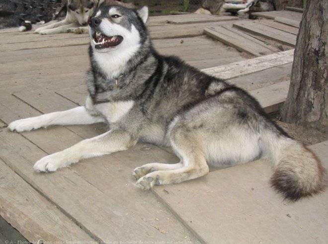 Photo de Husky siberien