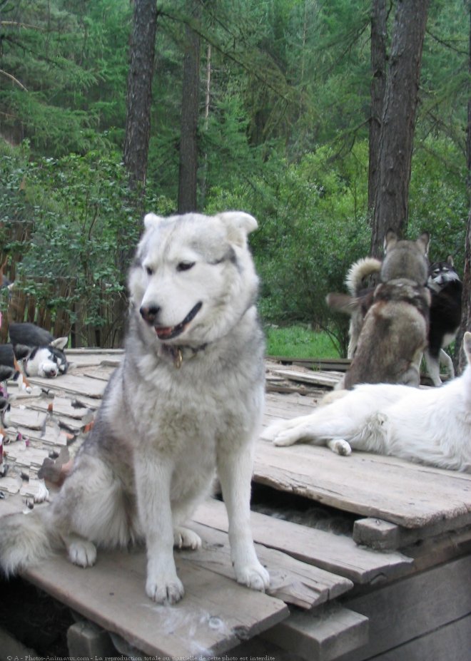 Photo de Husky siberien