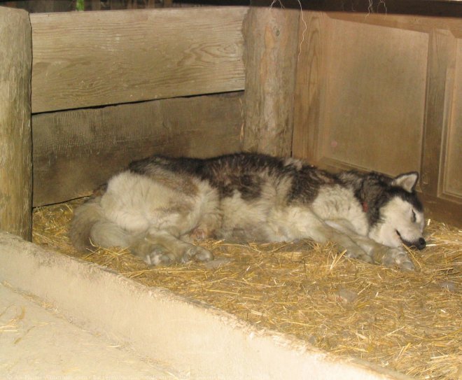 Photo de Husky siberien