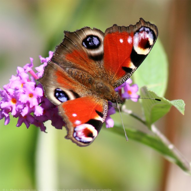 Photo de Papillon - paon du jour