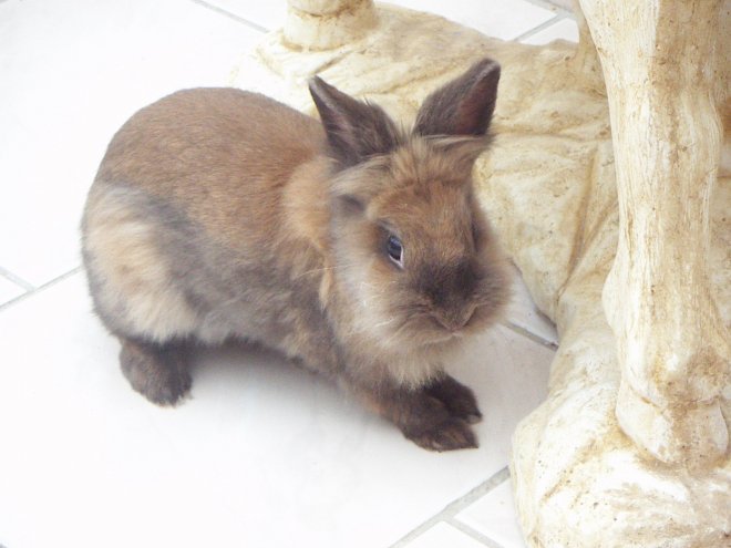 Photo de Lapin