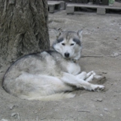 Photo de Husky siberien