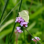 Photo de Papillon