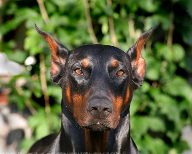 Photo de Dobermann