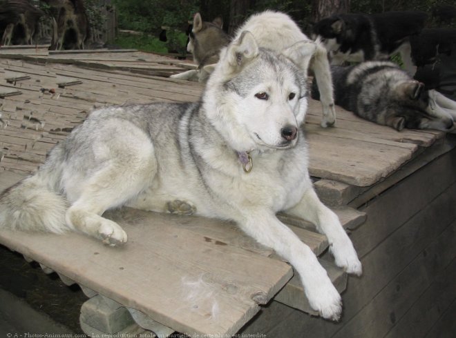 Photo de Husky siberien