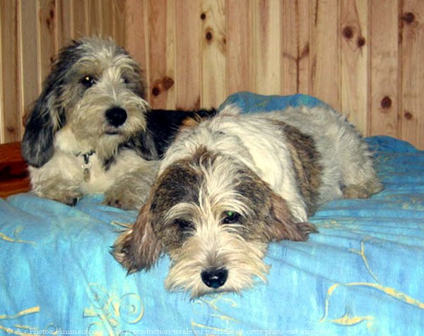 Photo de Petit basset griffon venden