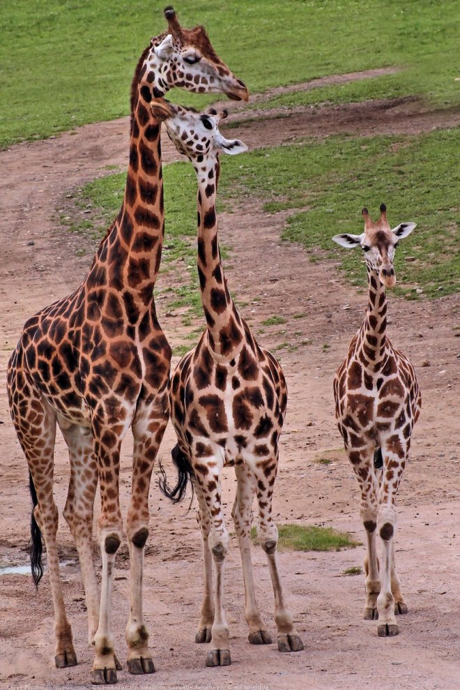 Photo de Girafe