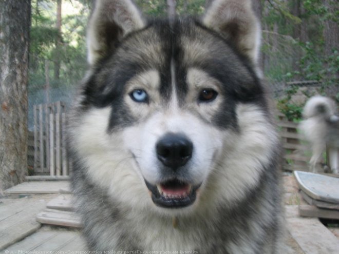 Photo de Husky siberien