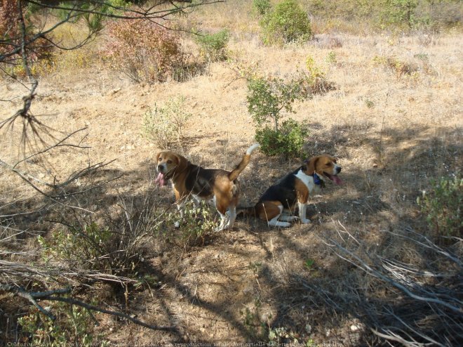 Photo de Beagle