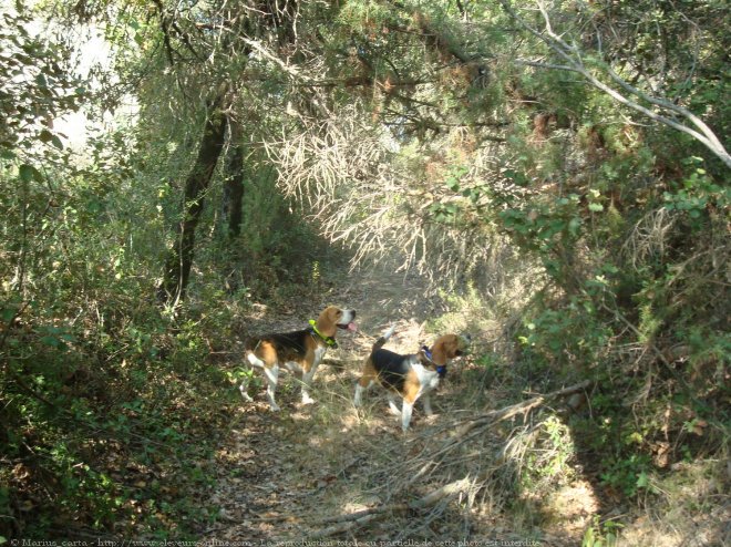 Photo de Beagle