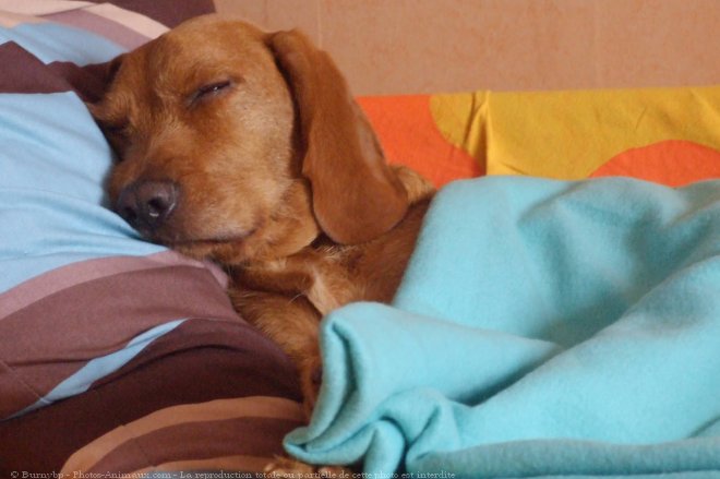 Photo de Basset fauve de bretagne