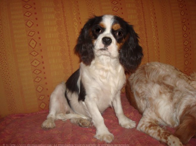 Photo de Cavalier king charles spaniel