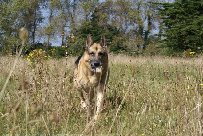 Photo de Berger allemand  poil court