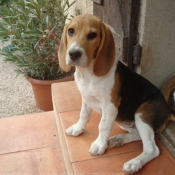 Photo de Beagle