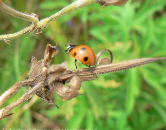 Photo de Coccinelle